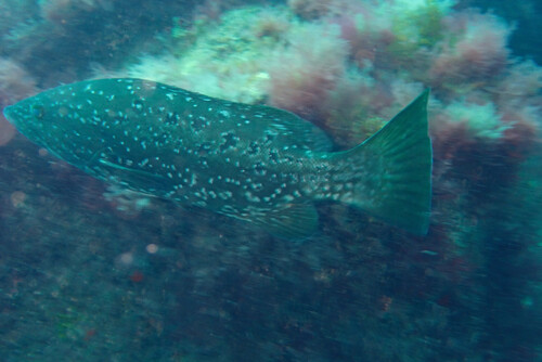 Mycteroperca fusca