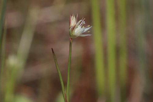 American Moor Rush (Juncus stygius)