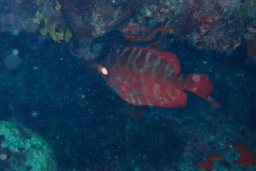 Heteropriacanthus fulgens