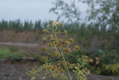 Cnidium cnidiifolium