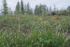 Cnidium cnidiifolium