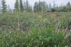 Cnidium cnidiifolium