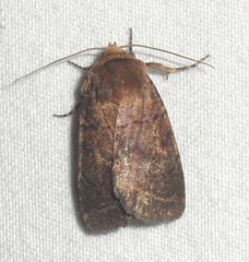 Protorthodes oviduca