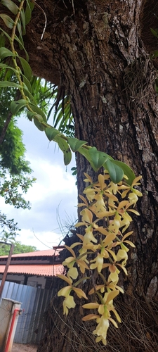 Epidendrum coronatum, photograph 3