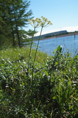 Cnidium cnidiifolium