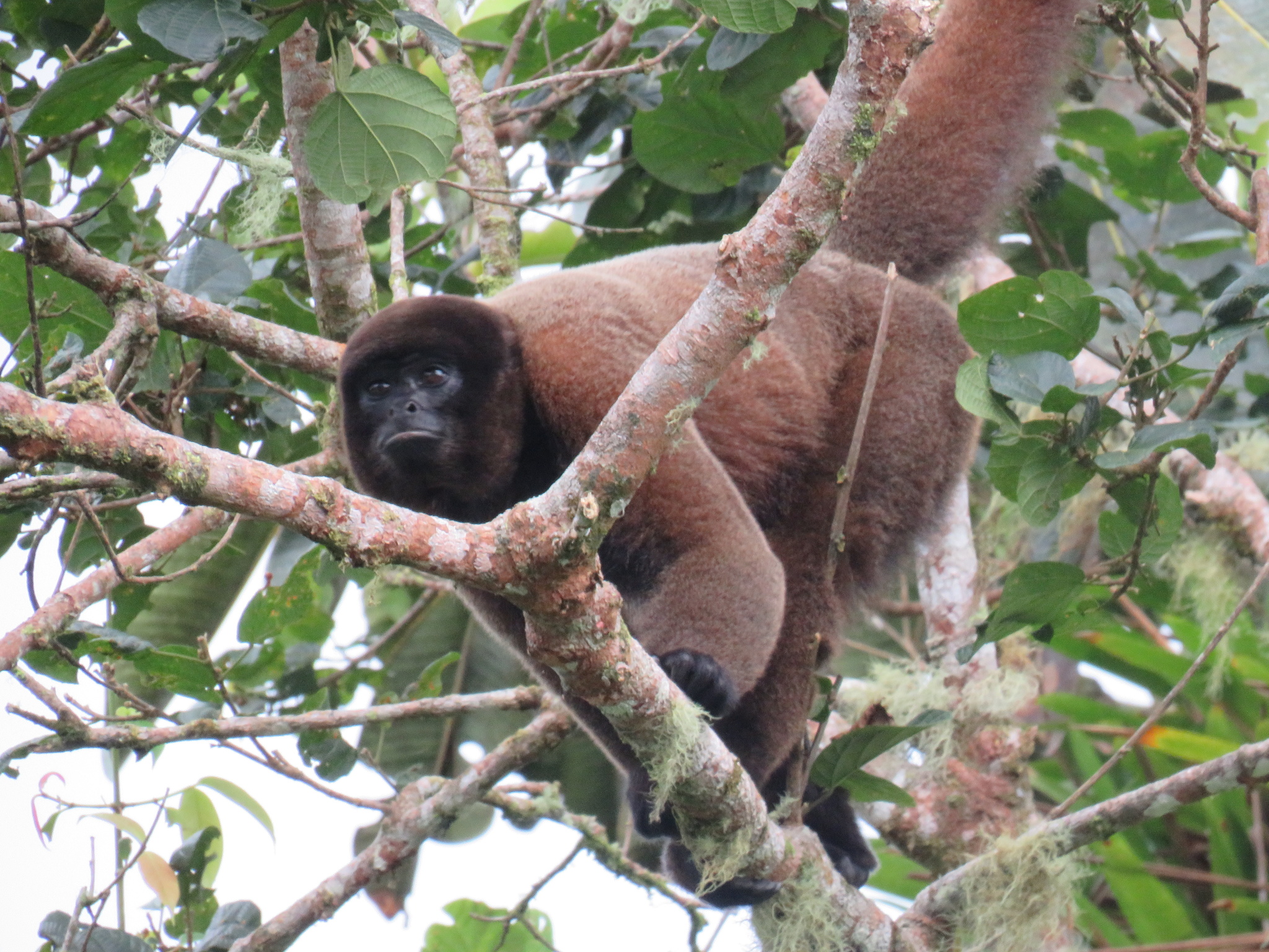 Poeppig's Woolly Monkey (Subspecies Lagothrix lagothricha poeppigii) ·  iNaturalist Guatemala