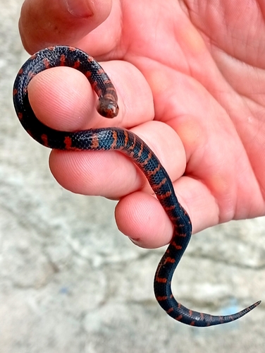 Red-black Ground Snake