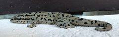 Spotted Woodslave photo 2