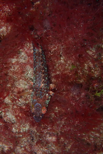 Sparisoma cretense