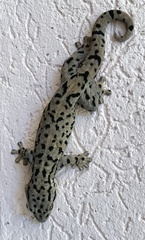 Spotted Woodslave photo 1