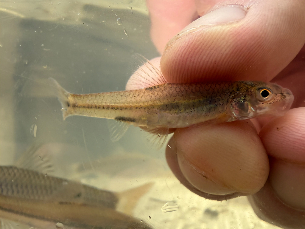 Yazoo Shiner