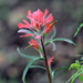 Coast Paintbrush - Photo (c) Andrea Kreuzhage, some rights reserved (CC BY-NC), uploaded by Andrea Kreuzhage