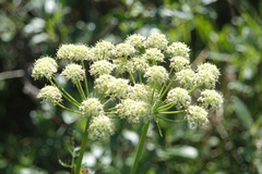 Cnidium cnidiifolium