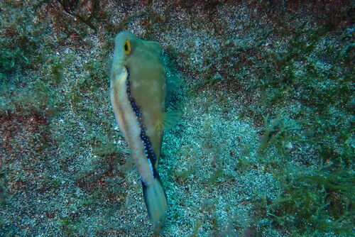 Canthigaster capistrata