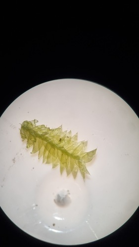 Plagiothecium laetum, 2025-12-19