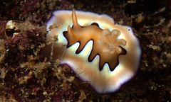 Goniobranchus coi