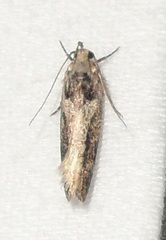 Pseudochelaria walsinghami
