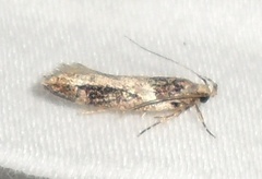 Pseudochelaria walsinghami