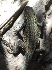 Uta stansburiana elegans