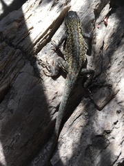 Uta stansburiana elegans