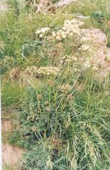 Cnidium cnidiifolium