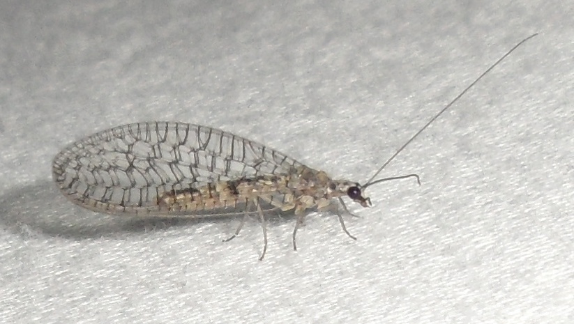 Eremochrysa canadensis