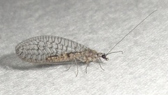 Eremochrysa canadensis