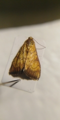 Ecpyrrhorrhoe rubiginalis