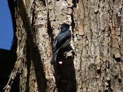 Hemipus hirundinaceus