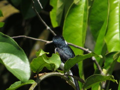 Hemipus hirundinaceus