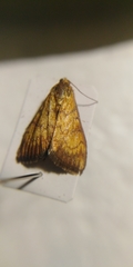 Ecpyrrhorrhoe rubiginalis