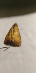 Ecpyrrhorrhoe rubiginalis