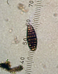 Thalloloma subvelata