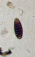 Thalloloma subvelata