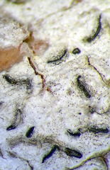 Thalloloma subvelata