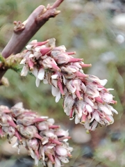 Myricaria squamosa