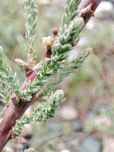 Myricaria squamosa, photograph 3