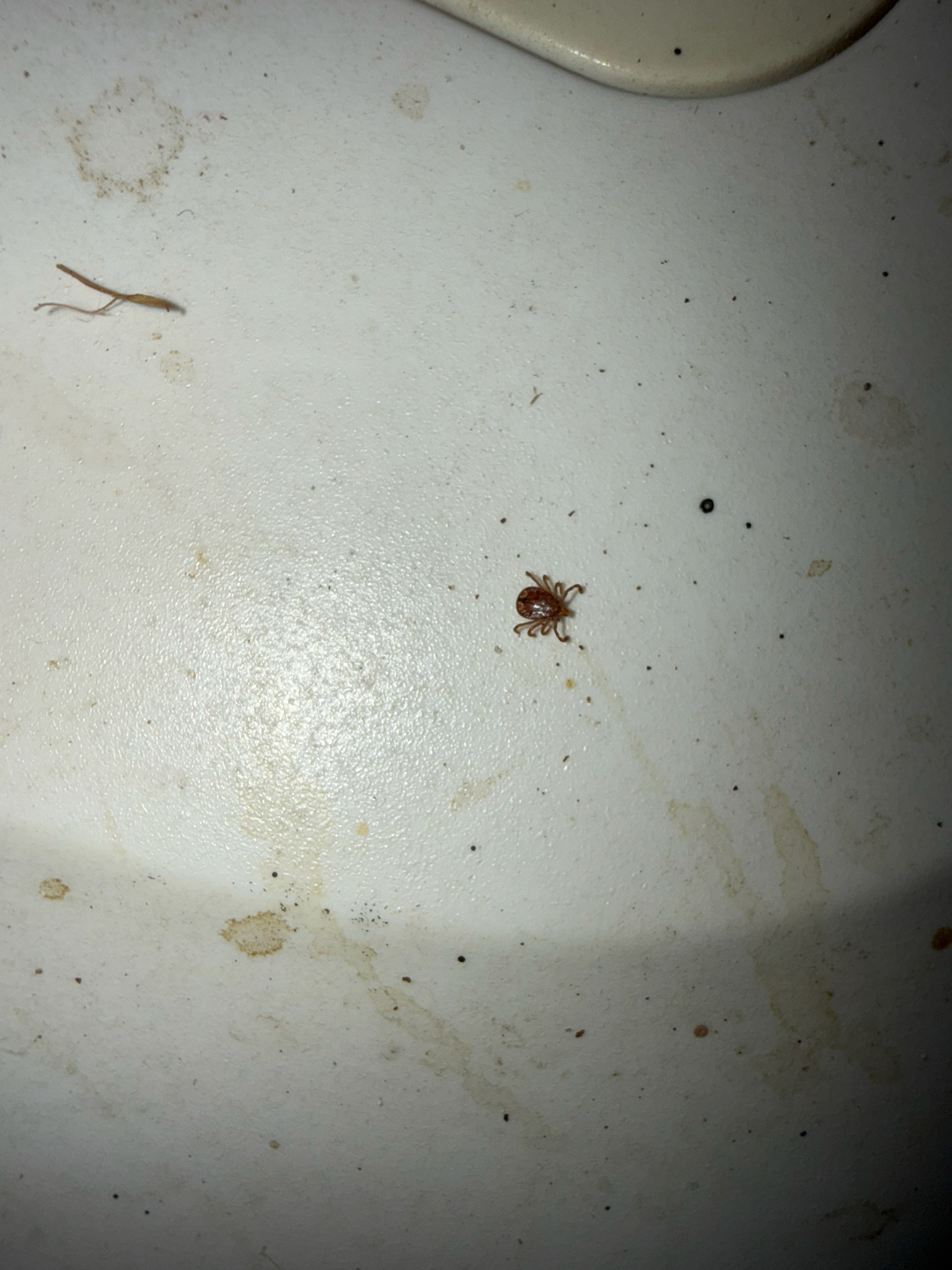 Amblyomma americanum Linnaeus, 1758