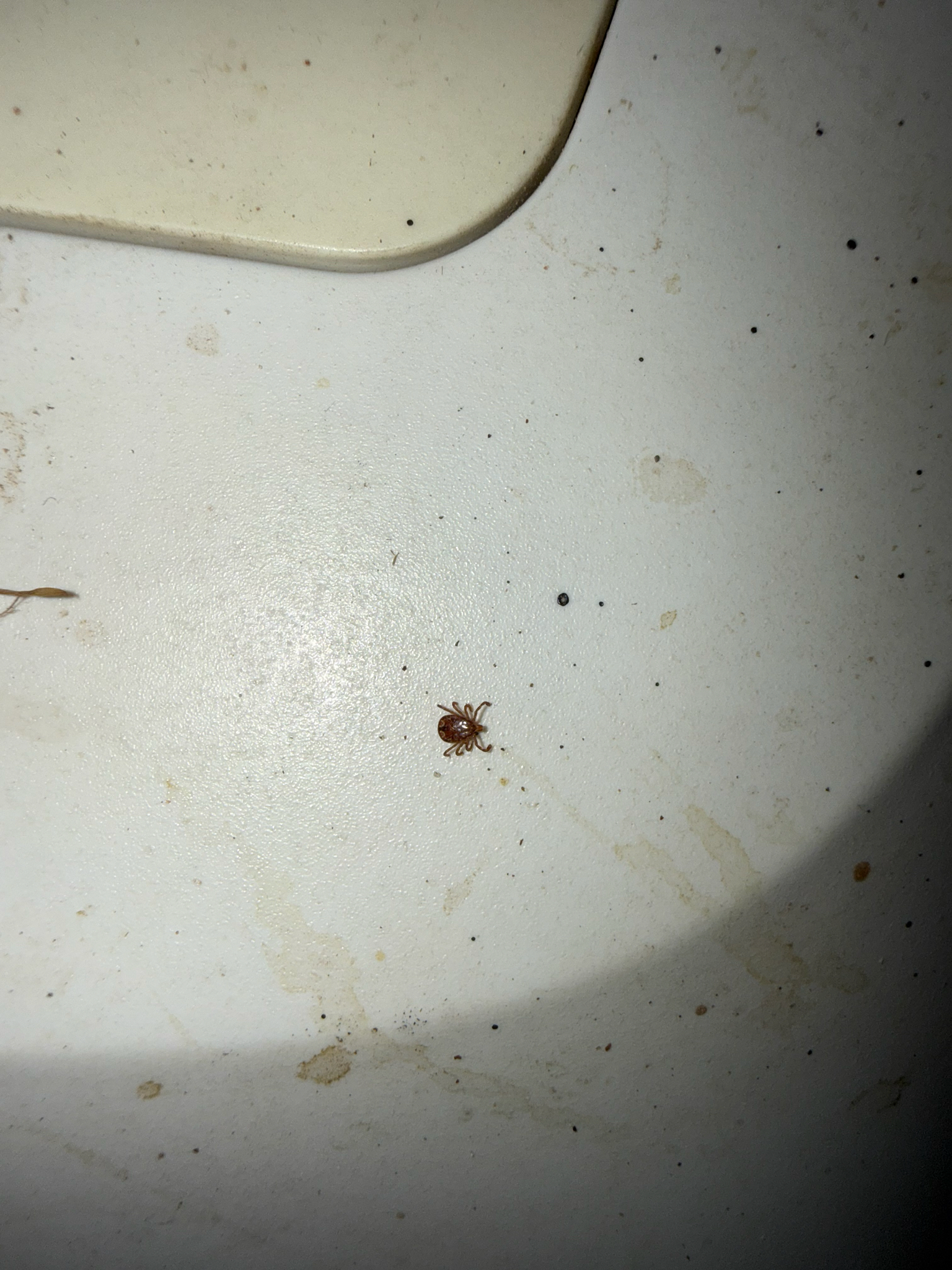 Amblyomma americanum Linnaeus, 1758