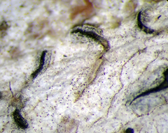 Thalloloma subvelata