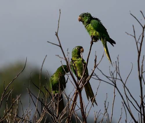 White-eyed Parakeet