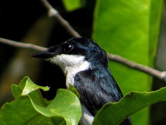 Hemipus hirundinaceus