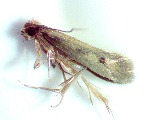Case-bearing Clothes Moth photo 4