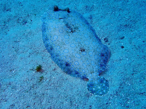 Bothus lunatus