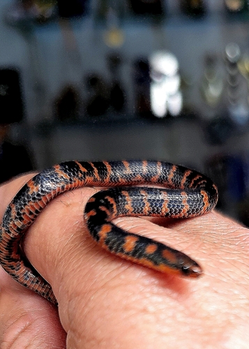 Red-black Ground Snake
