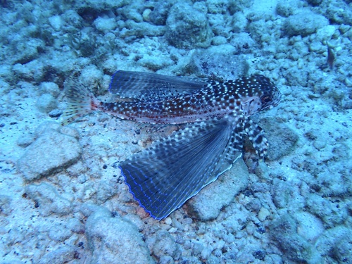 Dactylopterus volitans