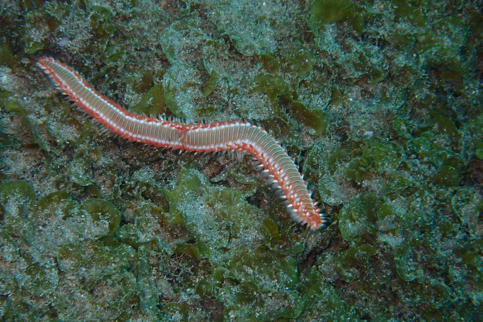 Hermodice carunculata (Pallas, 1766)