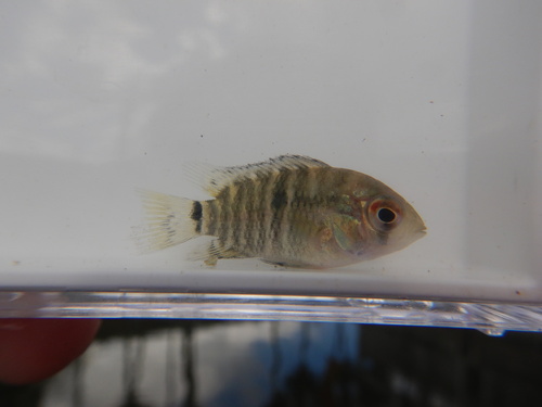 Black acara (Cichlasoma bimaculatum) — Cichlidae — 3