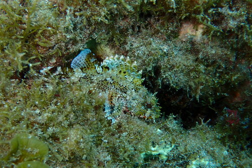 Scorpaena maderensis