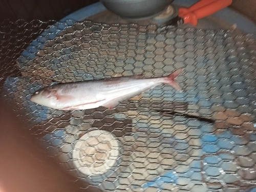 Ngai (Hyperopisus bebe) — Mormyridae